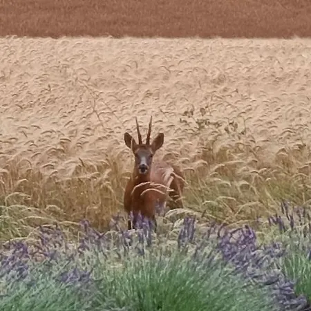 Evasion Nature - Tiny House *