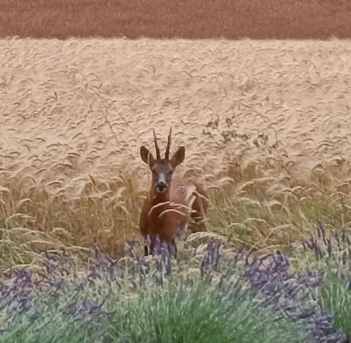 Evasion Nature - Tiny House *